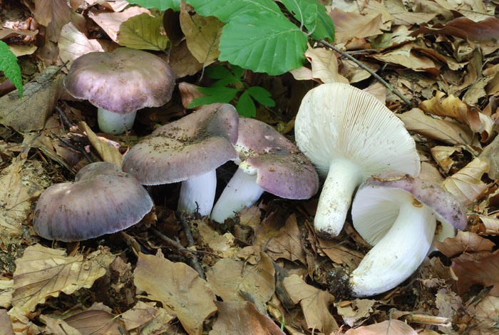 Ritrovamenti del 17.06.2011.sotto Quercia 1�gruppo